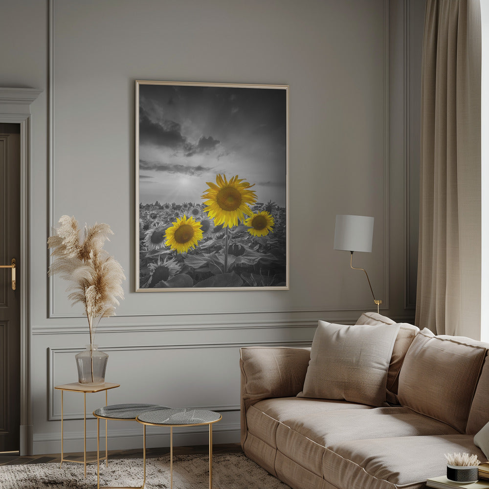 Yellow pop sunflowers Poster