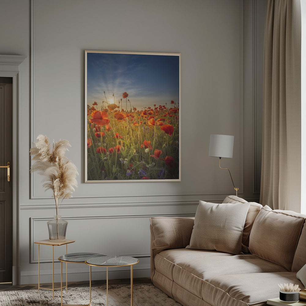 Gorgeous sunset in a poppy field Poster