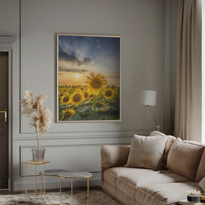 Sunset with beautiful sunflowers Poster