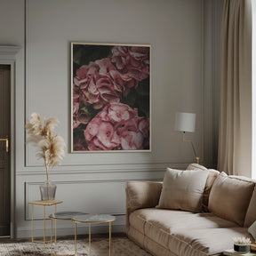 Old Pink Hydrangeas Poster