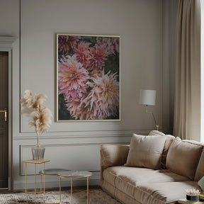 Pink Dhalias Poster