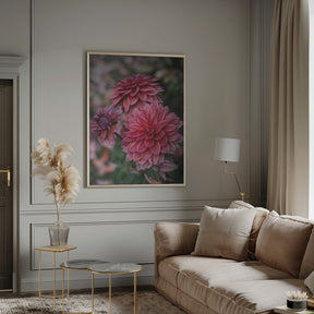 Dark Pink Dhalias Poster