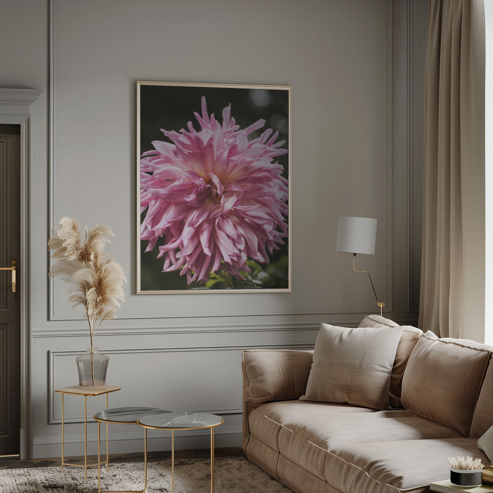 Light Pink Dhalia Poster