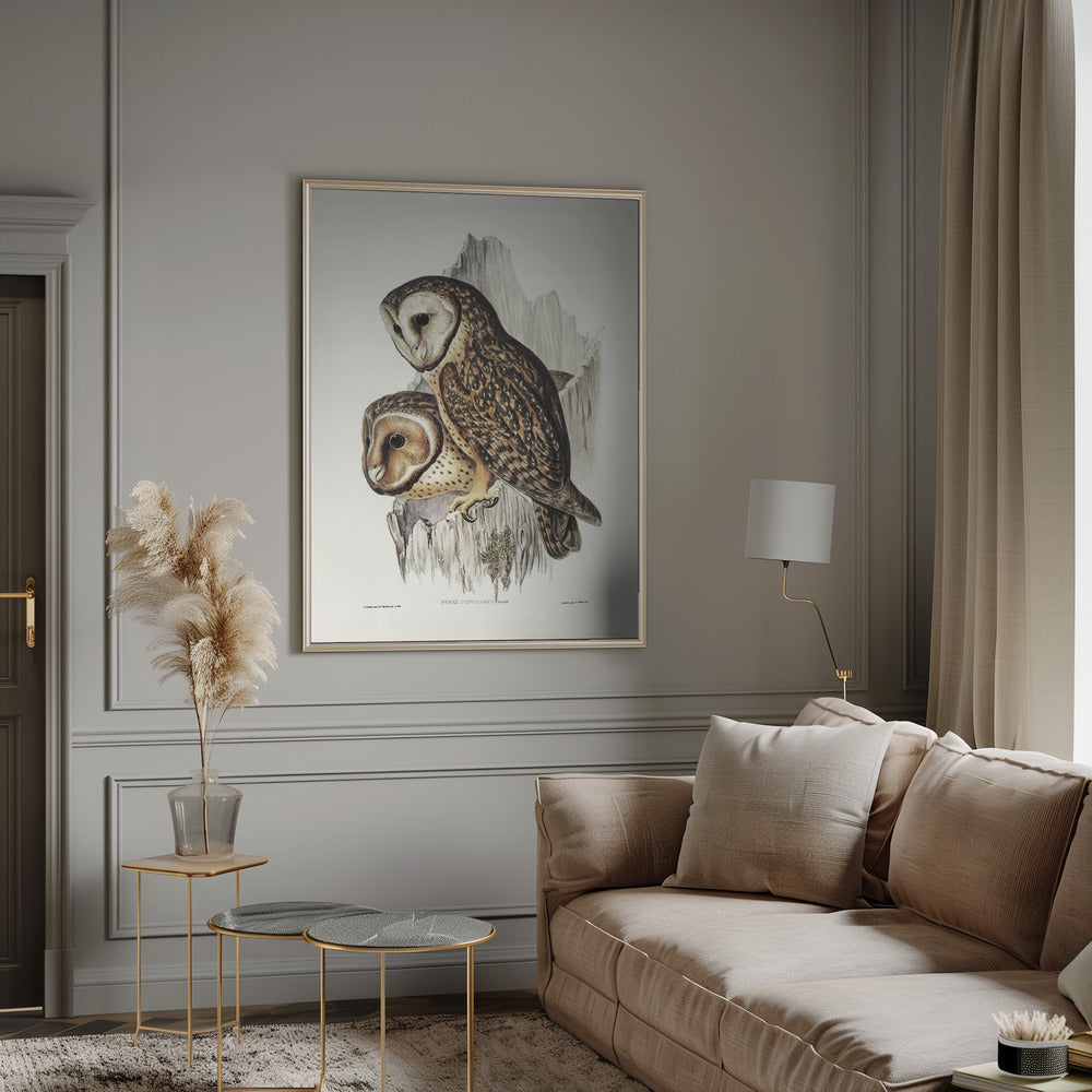 Chestnut Faced Owl Poster