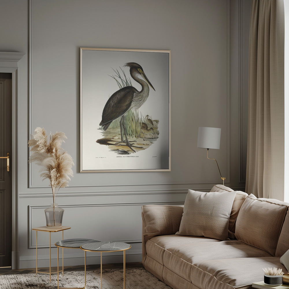 Great Billed Heron Poster