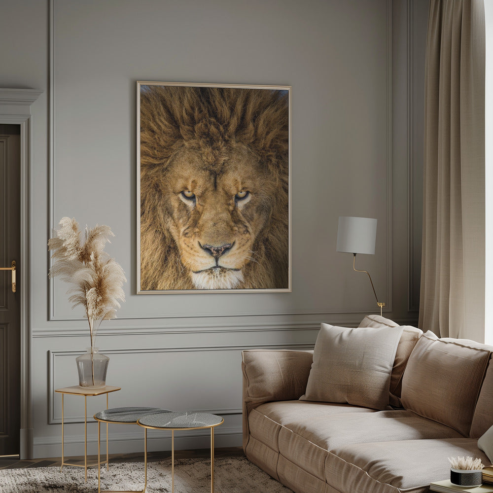 Serious Lion Poster