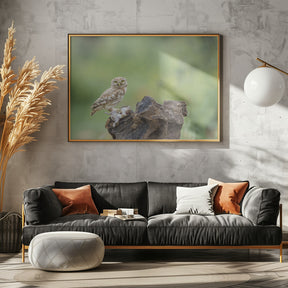 Little Owl Poster