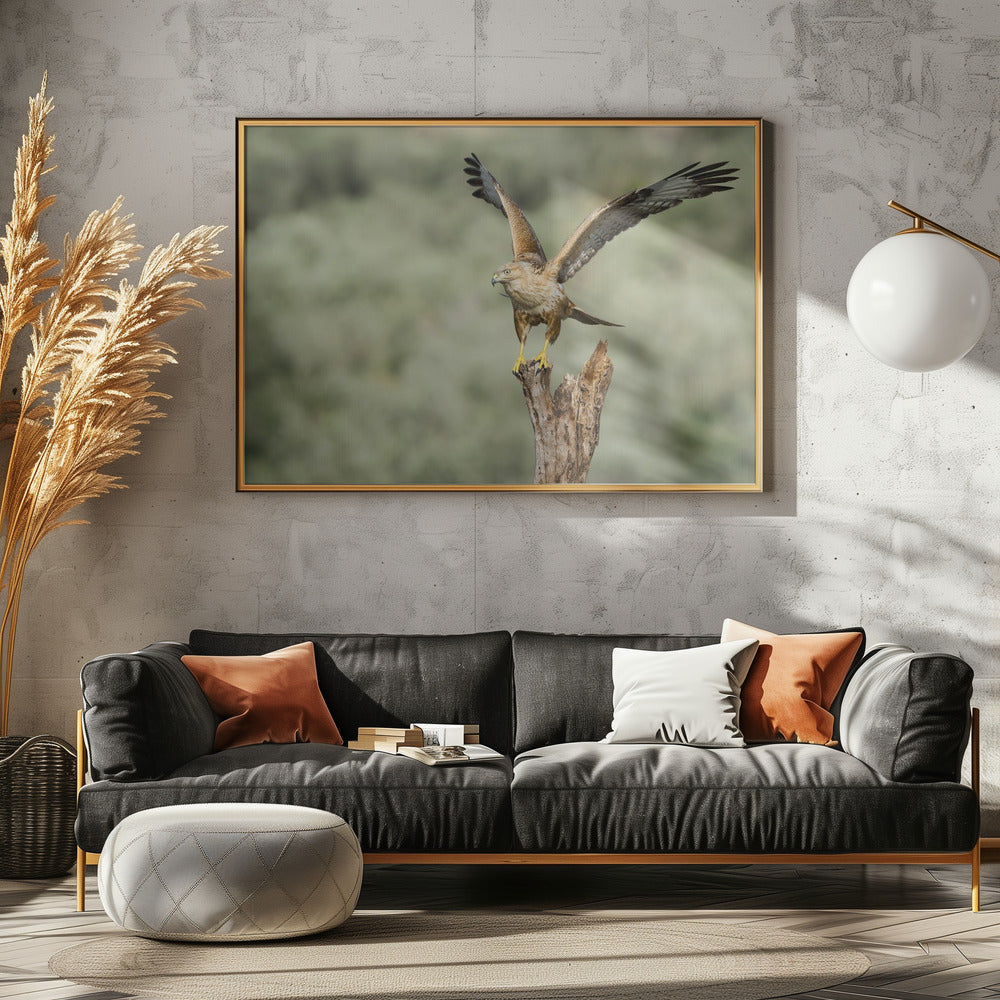 Long Legged Buzzard Poster