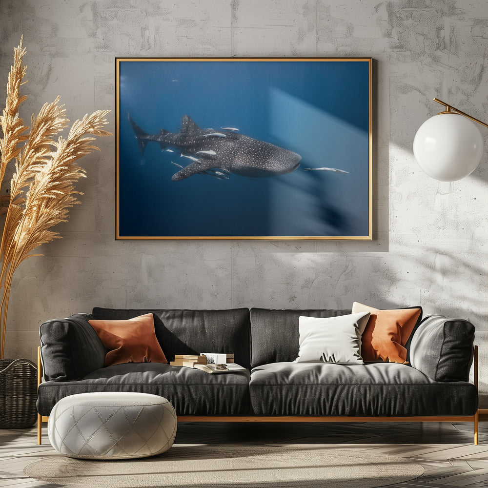 Whale shark Poster