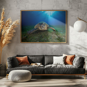 Green turtle Poster