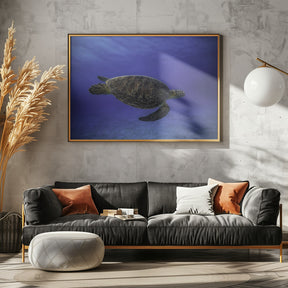 Green turtle in the blue Poster