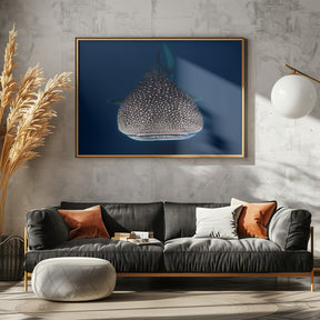 Whale Shark Poster