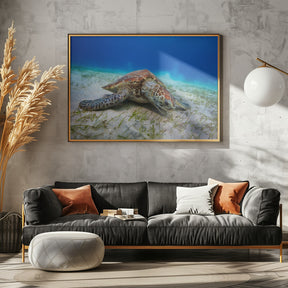 Green turtle Poster