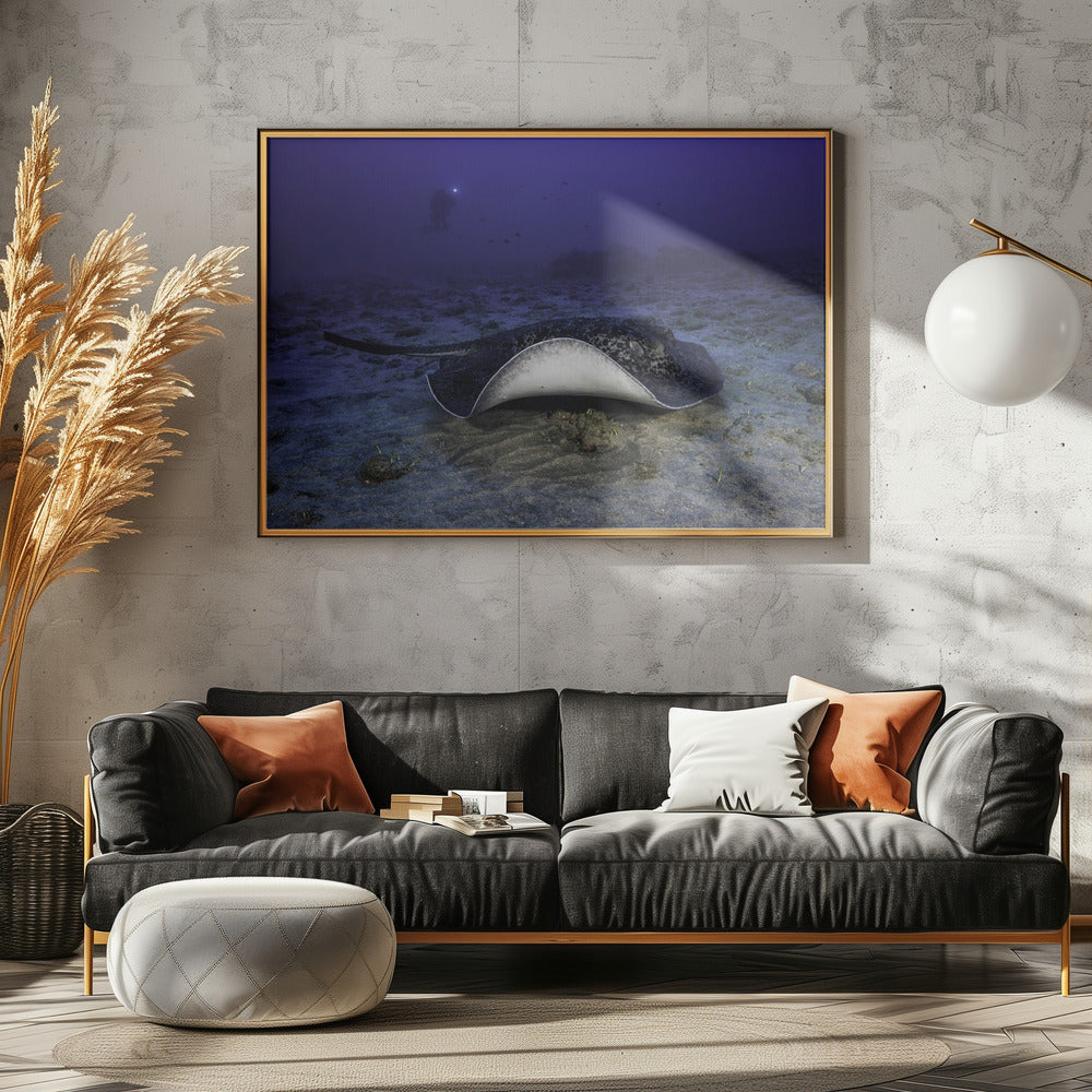 Black-blotched stingray Poster