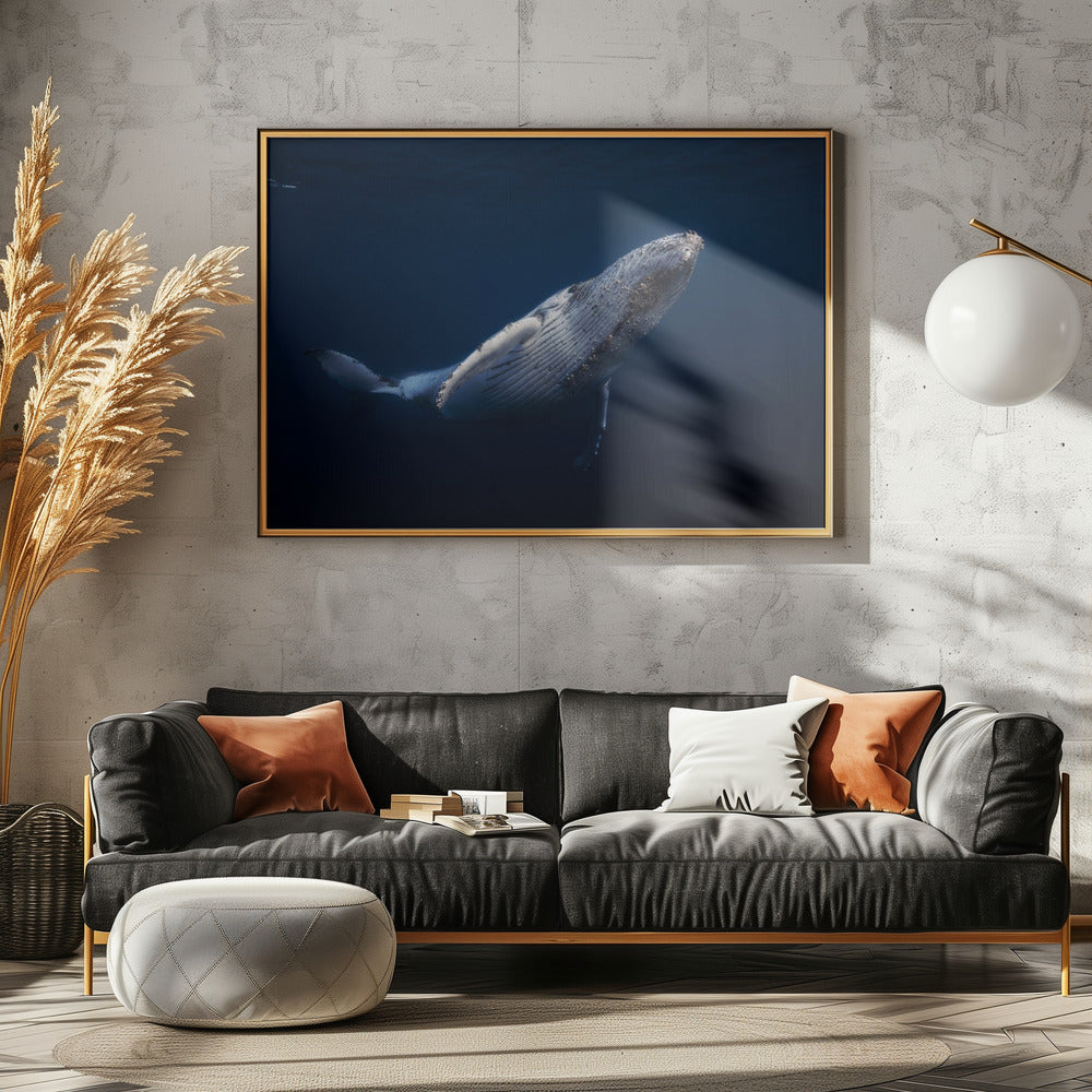 Humpback Whale Poster