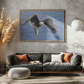 Bald Eagle Catching a Big Fish Poster