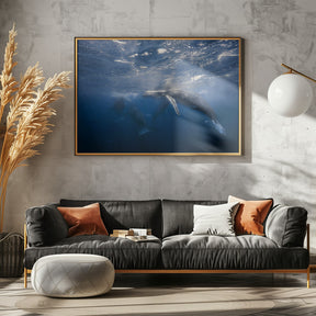 Humpback Whale Poster