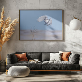 Snowy Owl Poster