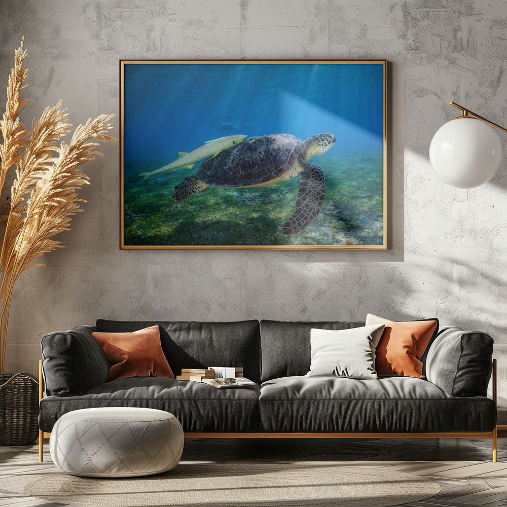 Sea Turtle Poster