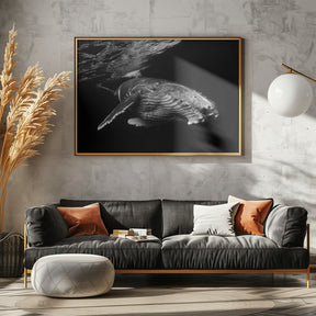 Humpback Whale calf Poster