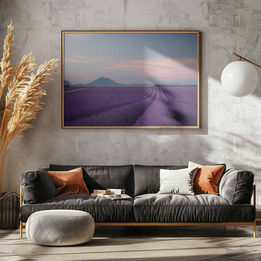 Lavender field Poster