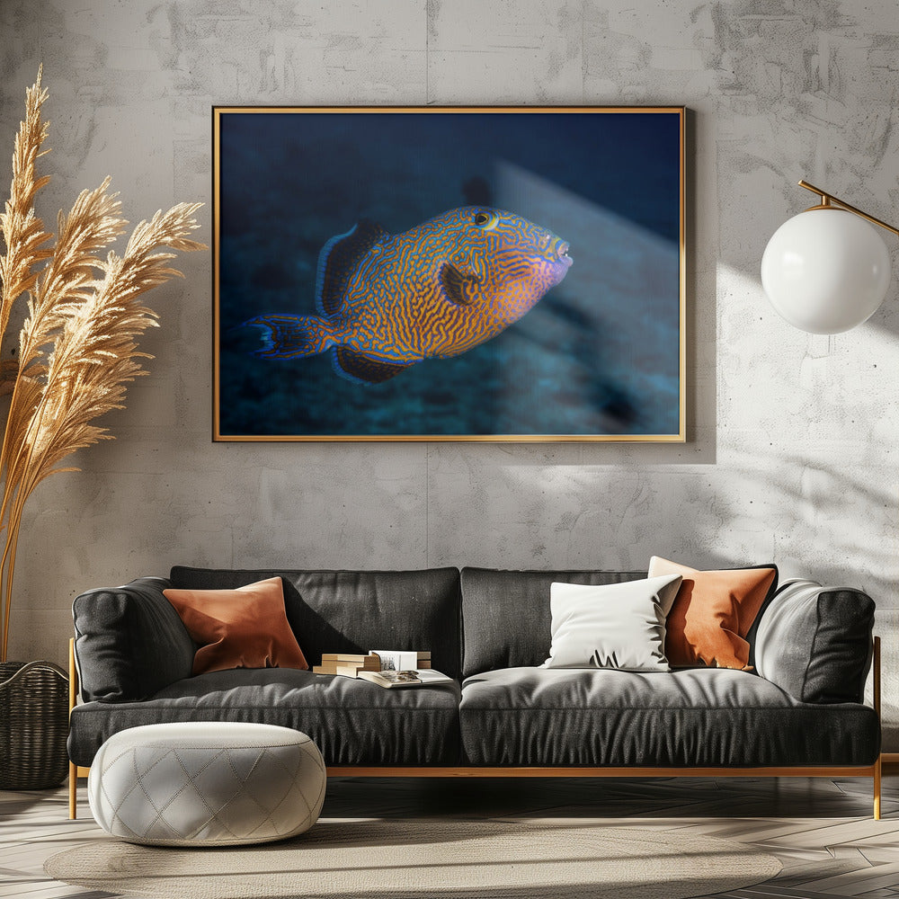 Blue triggerfish Poster