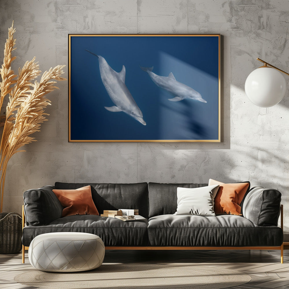 Bottlenose dolphins Poster