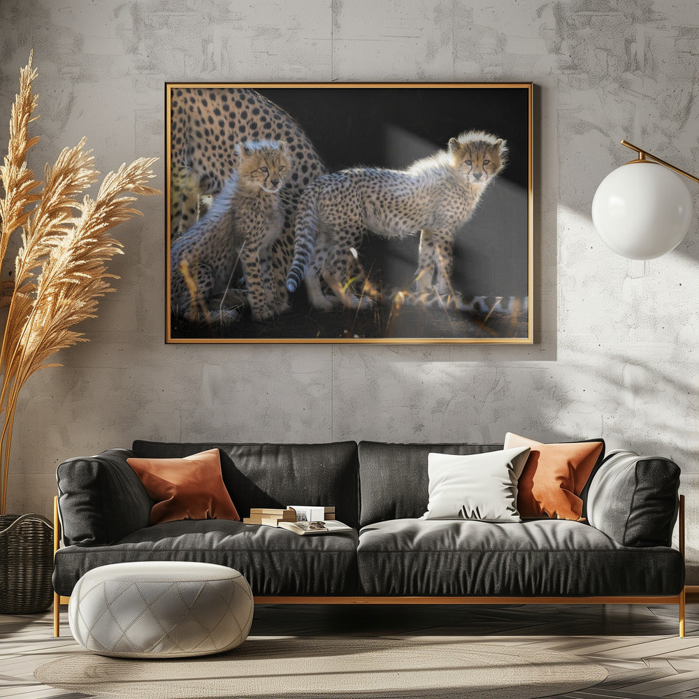 Baby Cheetahs Poster