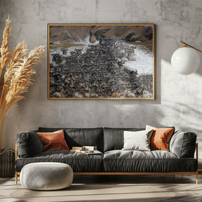 Wildebeests Crossing River Poster