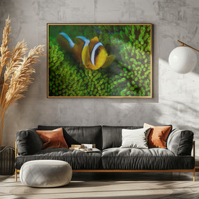 Yellow clownfish on green anemon Poster