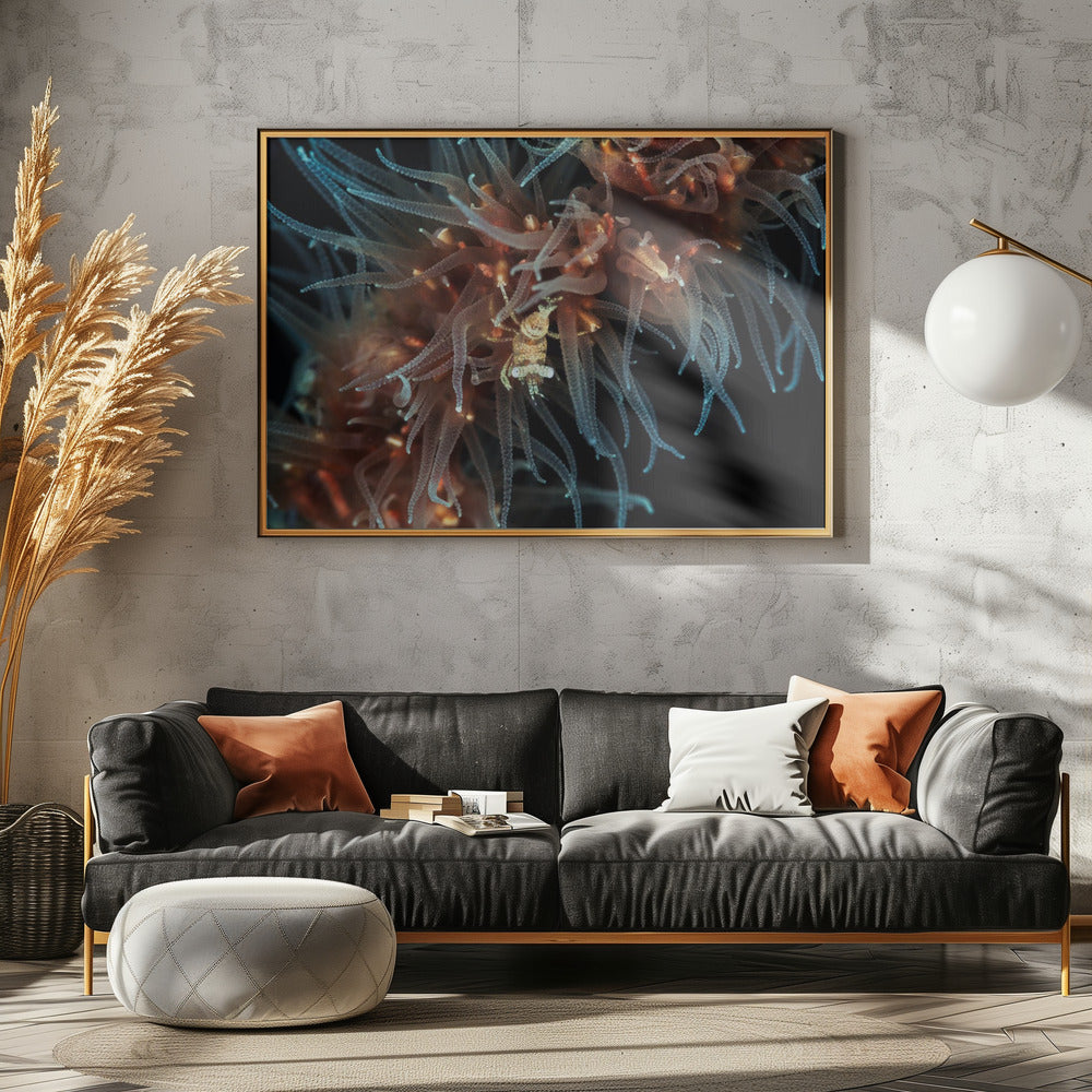 Zanzibar whip coral shrimp Poster