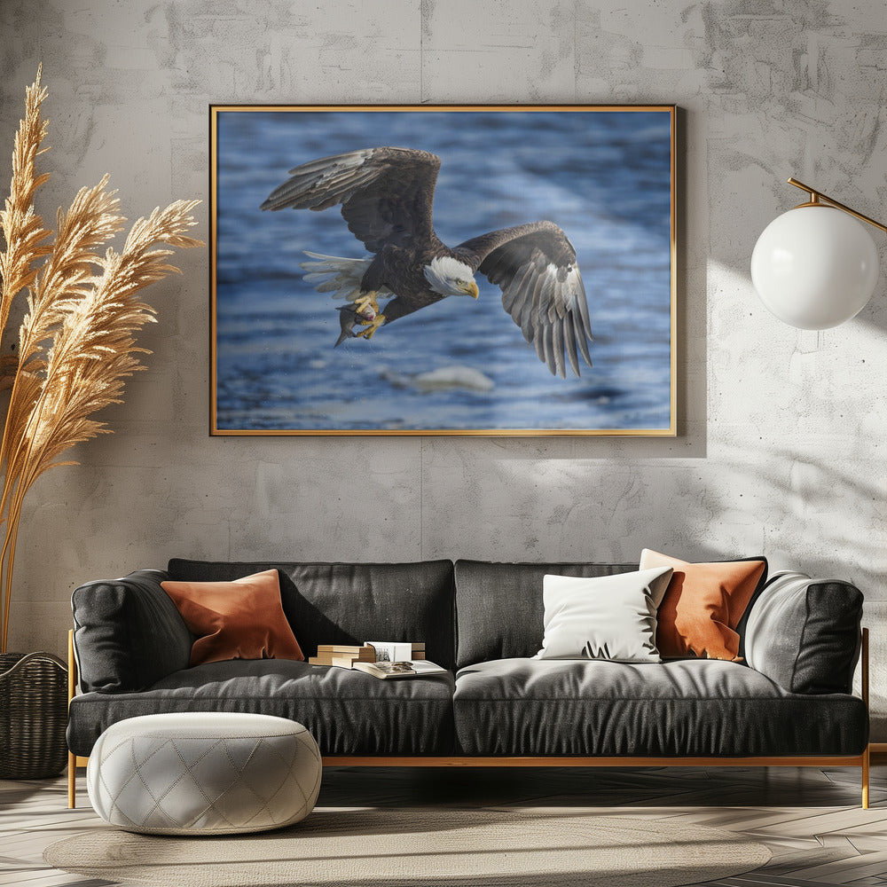 Bald Eagle Catching Fish Poster