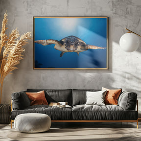 Face to Face with a Hawksbill sea turtle Poster