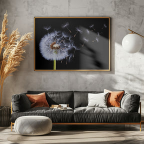 Dandelion Blowing Poster