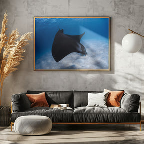 Dancing Manta Poster