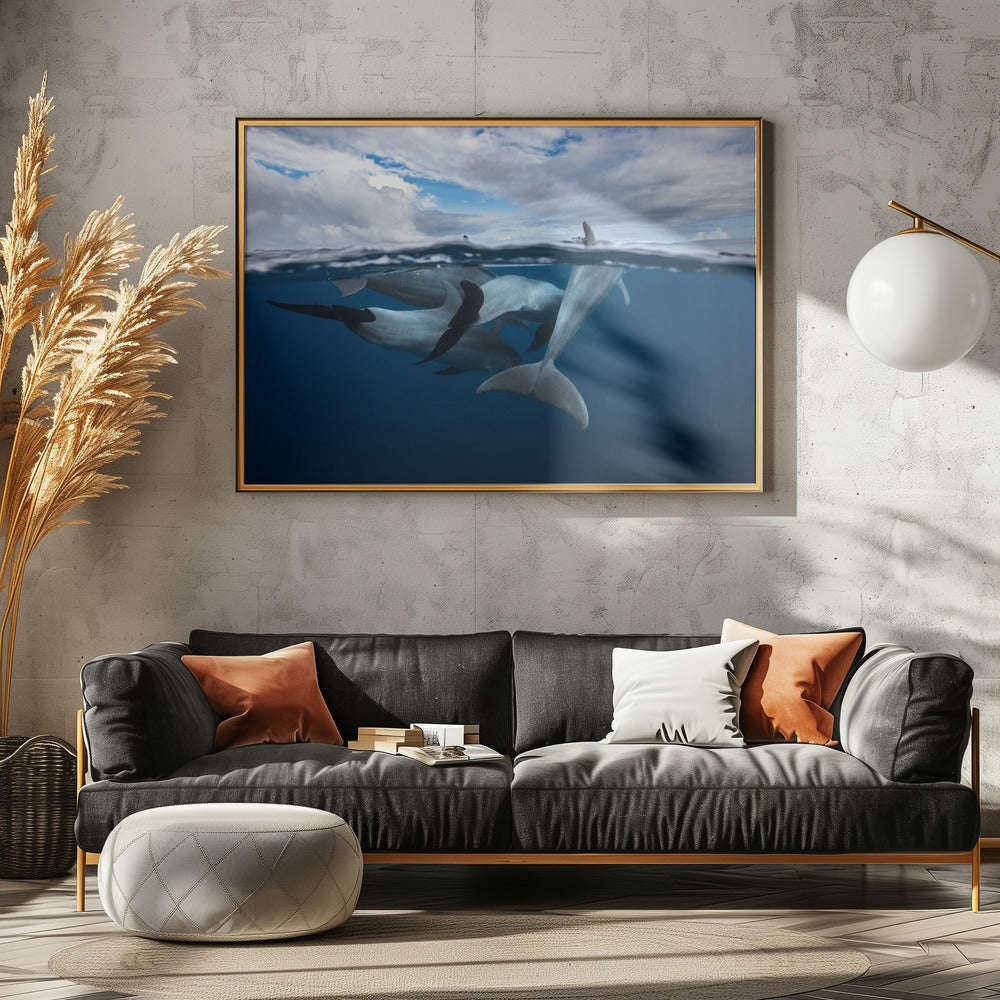 Pod of dolphin at the surface Poster