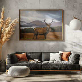 Scottish Stag Poster