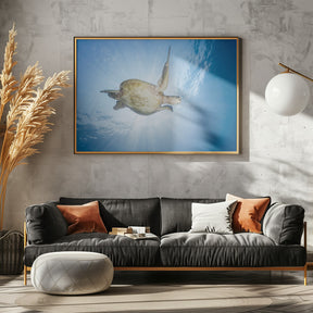 Sea Turtle - Green turtle Poster