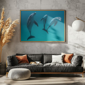 Bottlenose dolphins Poster