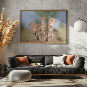 Cheetah Malaika and Her Two Boys Poster