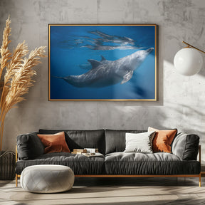 Dolphin at the surface Poster