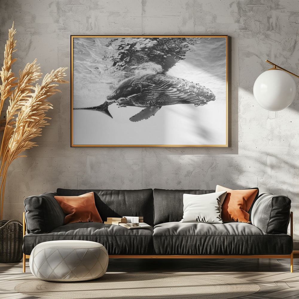 Humpback whale calf Poster