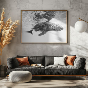 Humpback whale calf Poster