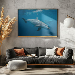 Curious Dolphin Poster