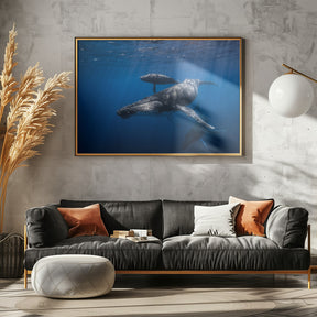 Humpback whale family Poster