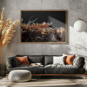 Zanzibar whip coral shrimp Poster