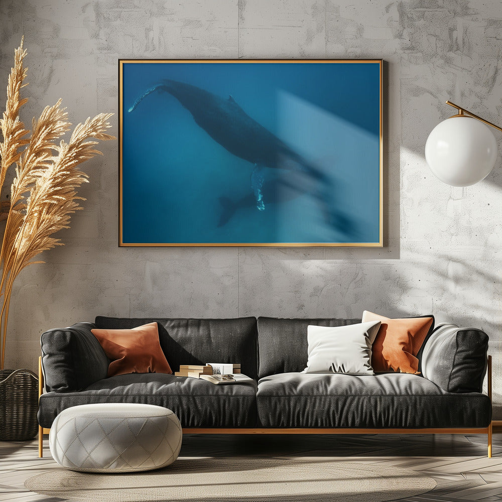 Humpback whales Poster