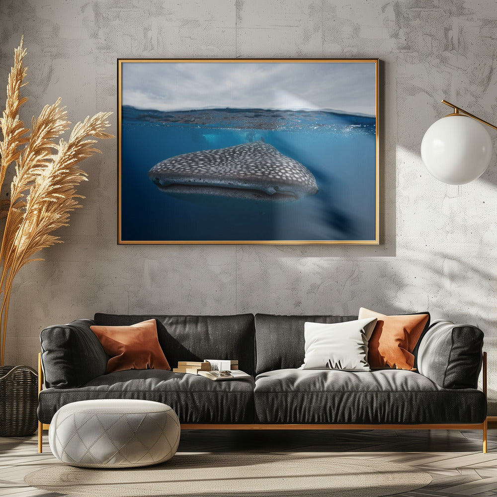 Whale Shark in split level Poster