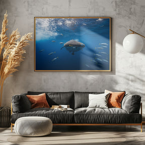 Whale shark escorted by a school of bonito Poster