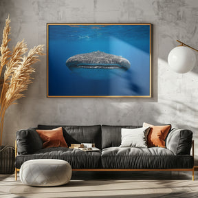 Face to Face with a whale shark Poster